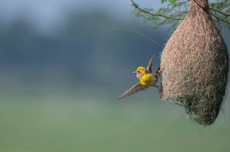 Birds select Nest material according to the shape of their Beaks