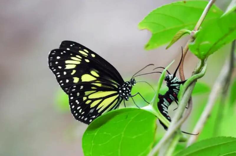 It is beneficial for butterfly species with large brains to survive