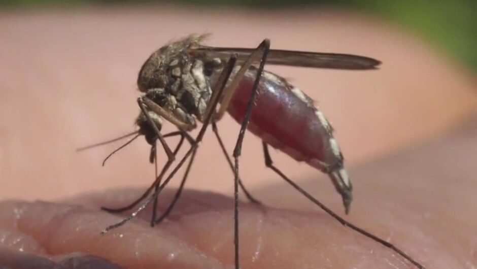 First human instance of West Nile infection distinguished in Colorado