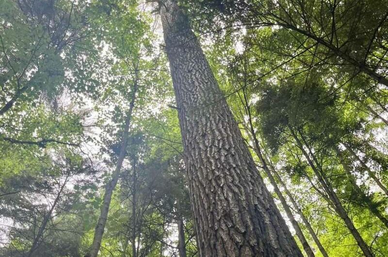 Discovered in the Adirondacks is a massive Eastern white pine