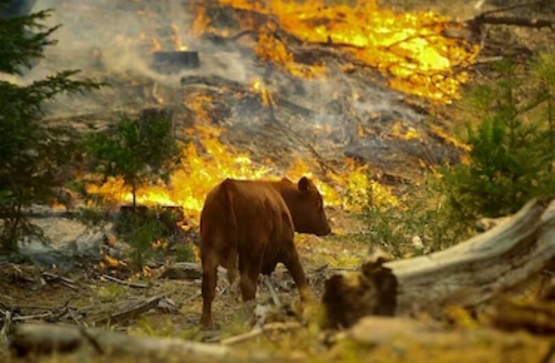 An Old Fire Cleared Out Whole Species. It’s Reoccurring, Researchers Dread