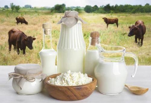 Cow milk versus buffalo milk: Which one is a superior wellspring of nourishment?